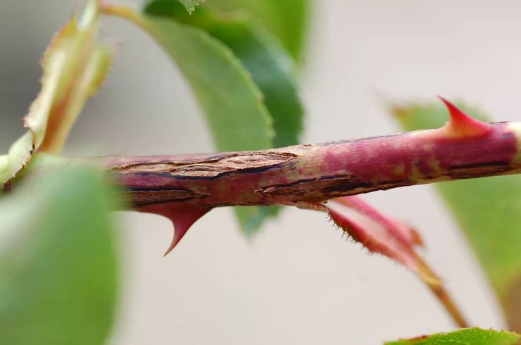 Kiipeilyruusut Coniotirium