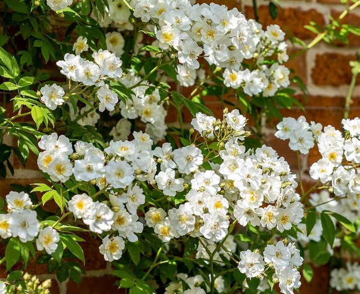 Αναρρίχηση Rose Rambling Πρύτανη