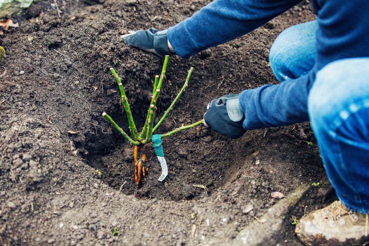 Plantning af klatreroser i åbent terræn