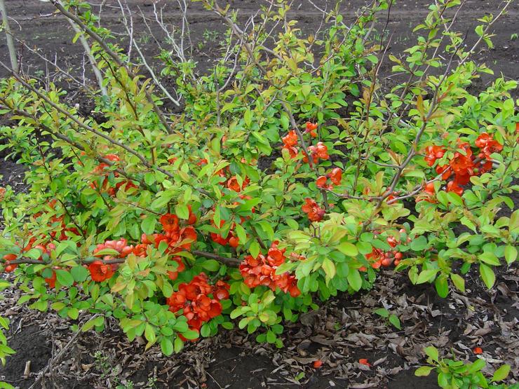 Blomsterbede og blomsterbed spiller en vigtig rolle i det personlige plot.