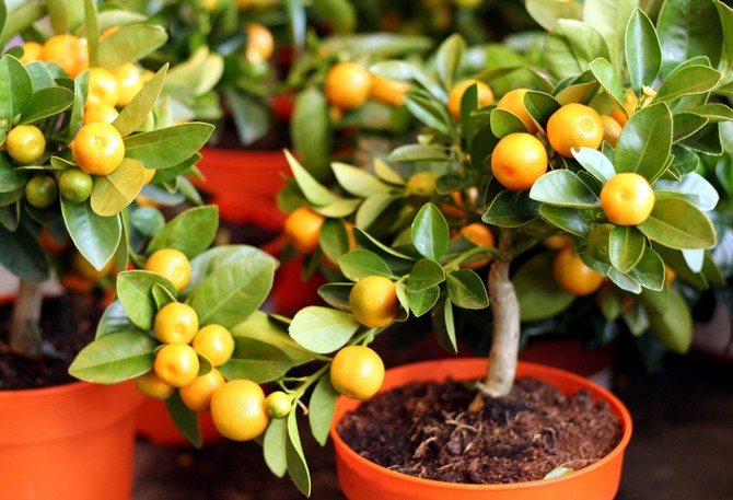 Aké ovocné rastliny je možné pestovať doma