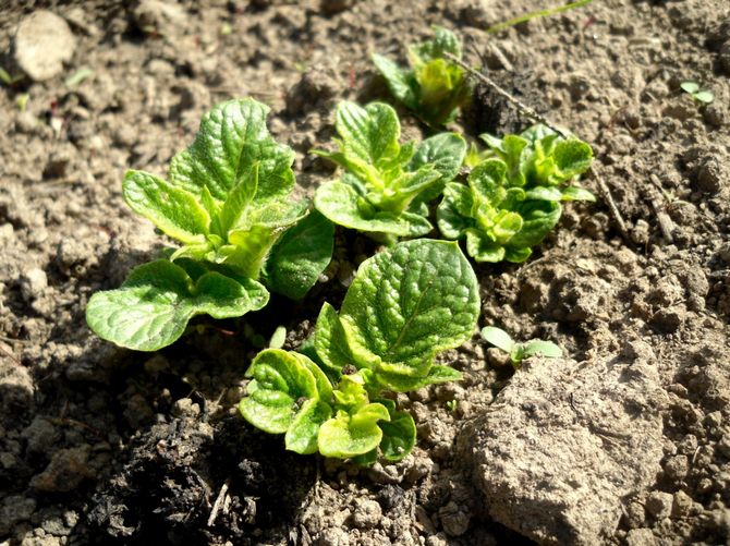 Kartoffeludbyttet forringes hvert år, hvis plantningsstedet ikke ændres