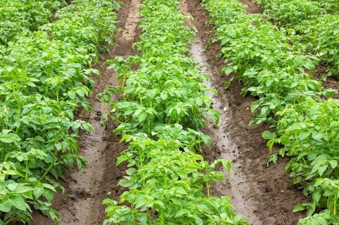 قبل زراعة البطاطس في الخنادق ، يتم استخدام أي تسميد عضوي للحماية من الأمراض والكائنات الحية الضارة