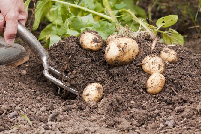 Dårlig kartoffelhøst: årsager og løsninger
