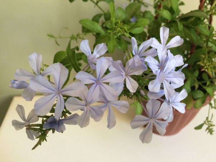 Plumbago starostlivosť doma