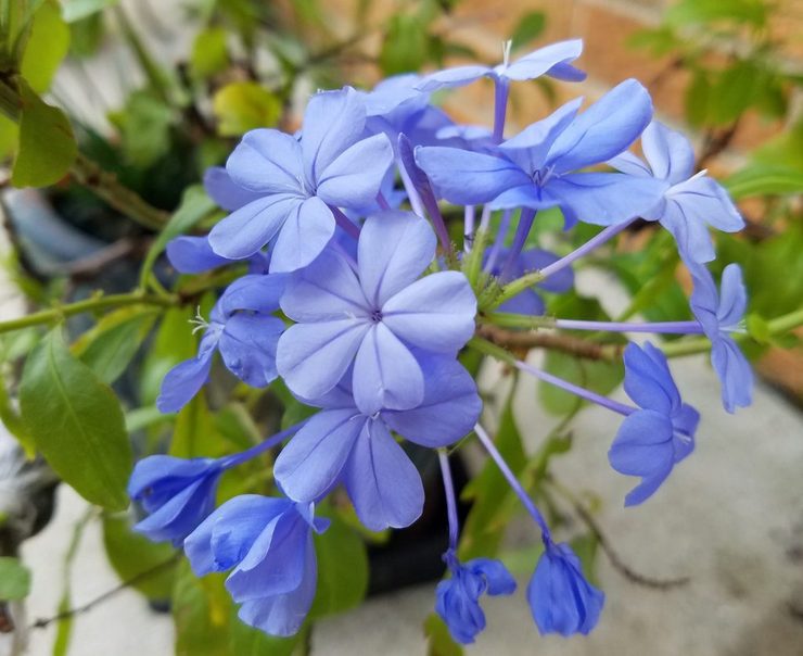 Πώς να διαδώσετε το plumbago