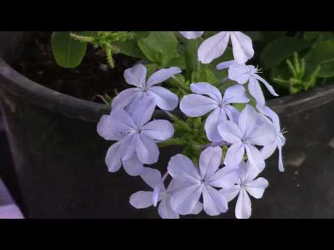 Plumbago eller gris. En smuk plante til dekoration af husets vægge.