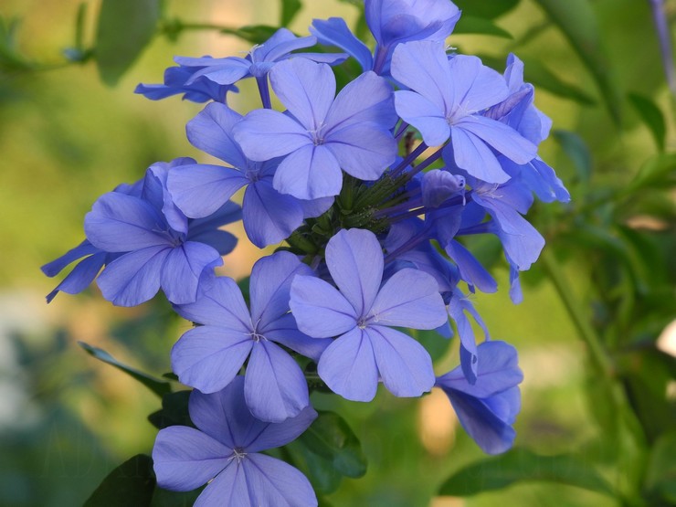 Plumbago (Piglet)