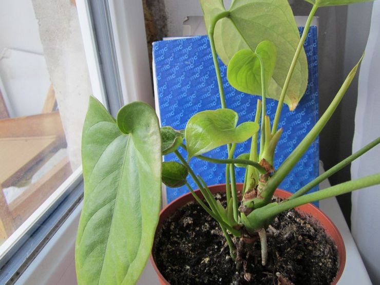 Miksi anthurium ei kukki: syyt