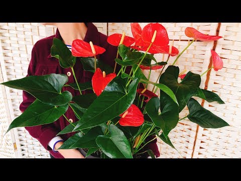 Miksi ANTHURIUM EI VÄRI ❓ HOITA ❗ kukka Miespuolinen onni