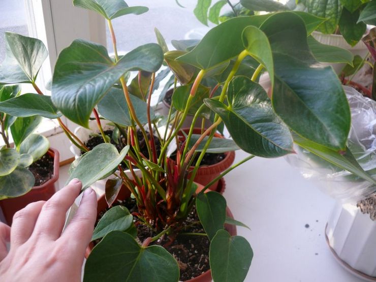 Forkert belysningstilstand for anthurium