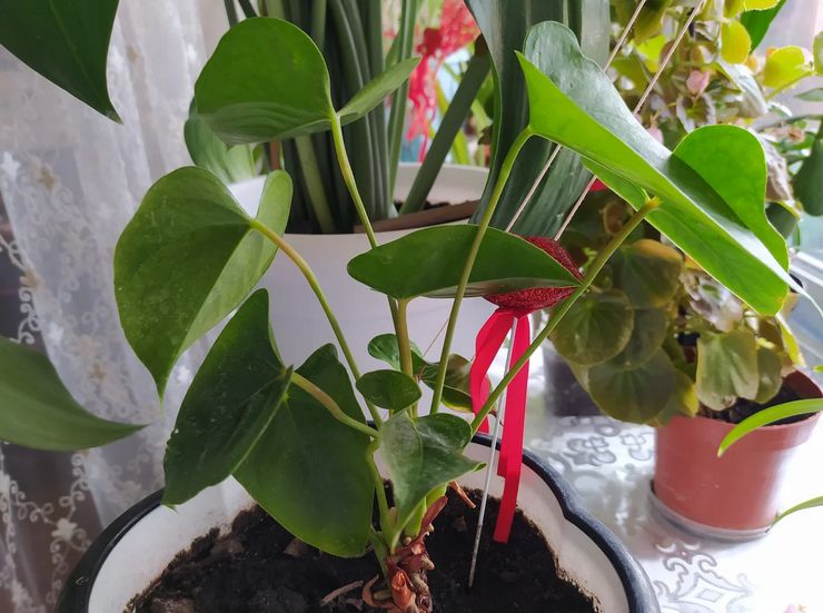 Forkert vanding af anthurium