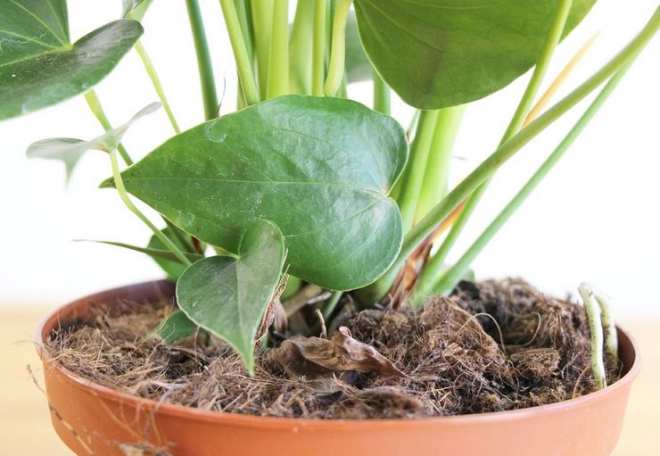 Nevhodné zloženie pôdy pre anthurium