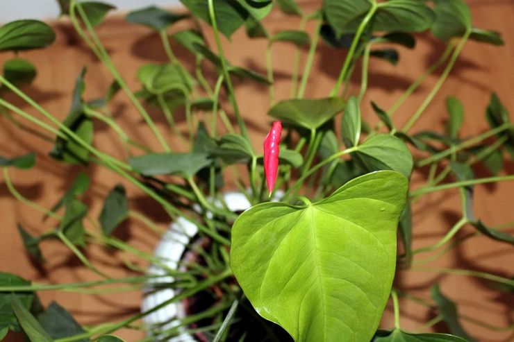 Sådan får du anthurium til at blomstre