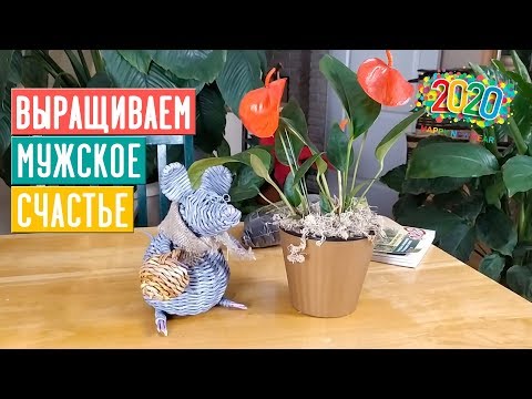 ANTHURIUM EI VÄRI! MITÄ TEHDÄ??? VINKKEJÄMME AUTTAA! / Puutarhaopas