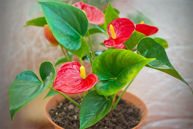 Miksi anthurium ei kukki