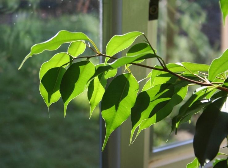 Vedot ja äkilliset huonelämpötilan muutokset ovat yksi Benjaminin ficus -lehtien irtoamisen yleisimmistä syistä.