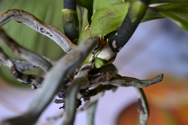 Orkidérødder rådner og tørrer - hvad skal man gøre? Genoplivning af orkideerødder