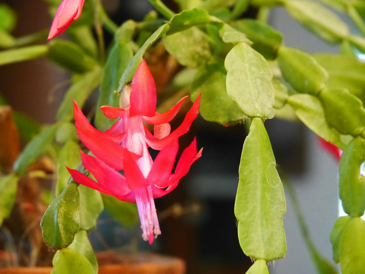 Hovedårsagerne til den manglende blomstring