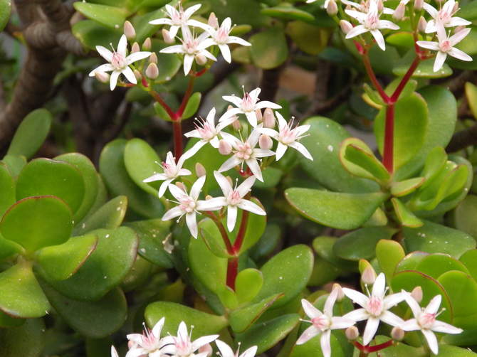 Blomstrende pengetræ