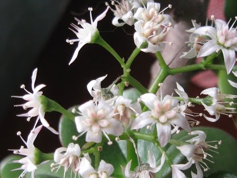 Fed kvinde eller pengetræ Hvordan får det til at blomstre?