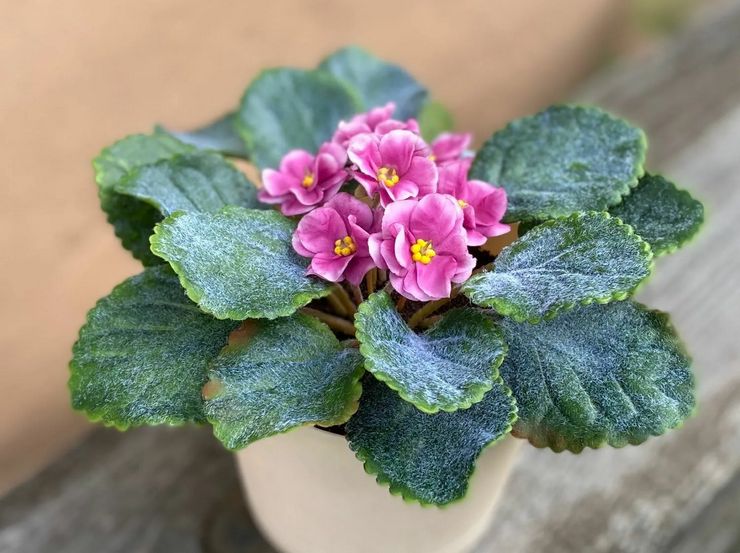 Hvorfor blomstrer den violette ikke