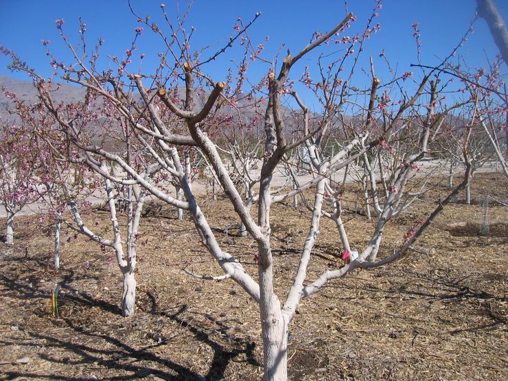 Laadukas ja runsas aprikoosisato riippuu nuorten versojen oikea-aikaisesta ja säännöllisestä karsimisesta