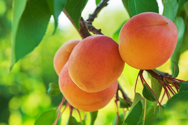Miksi aprikoosi ei kanna hedelmää? Tärkeimmät syyt ja ratkaisut