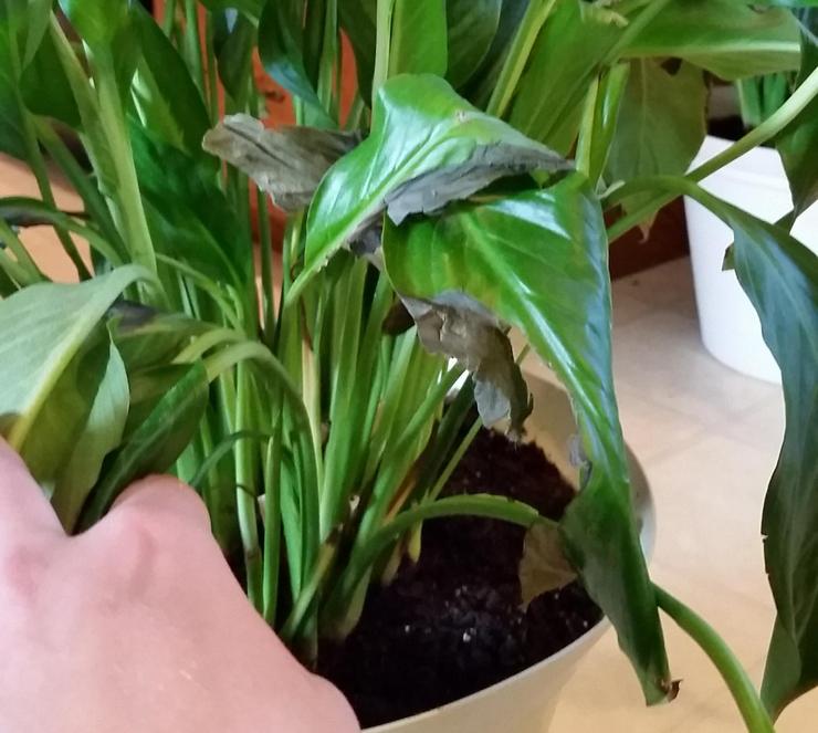 Vand til vanding af spathiphyllum bør kun bruges ved stuetemperatur og skal afregnes.