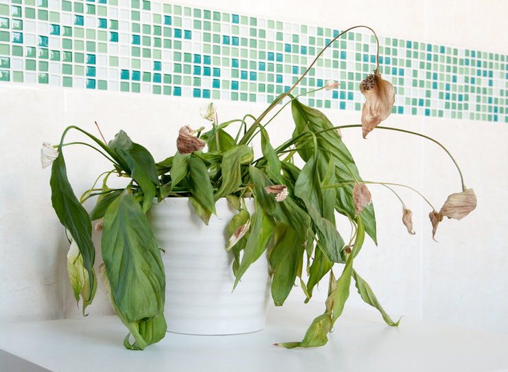 Spathiphyllum -lehtien keltaisuuden syyt