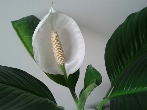 Spathiphyllum: problemer og løsninger. Sådan får du Spathiphyllum til at blomstre