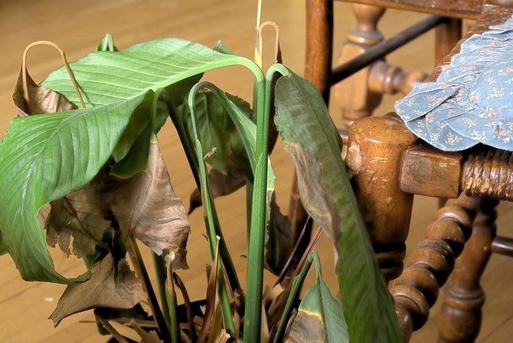 Spathiphyllum: Blader spidserne af bladene sorte og tørre? Problemer med at vokse spathiphyllum