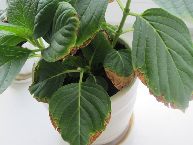 Príčiny suchých špičiek listov rastlín