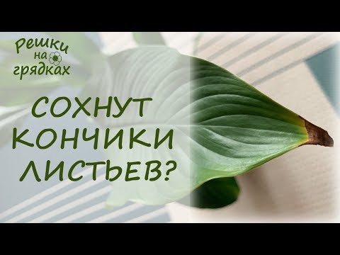 Hvorfor tørrer spidserne af bladene på indendørs planter? Hvad skal man gøre?