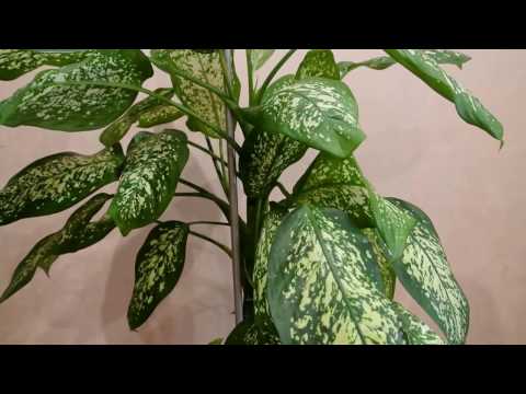 DIFFENBACHIA KOTIHOITO Dieffenbachia