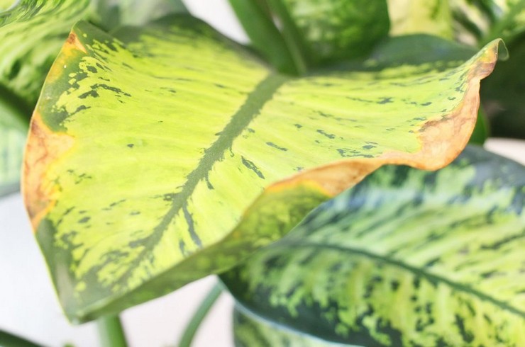 Hvorfor tørrer dieffenbachia -blade og bliver gule? Dieffenbachia sygdomme, hvordan man hjælper planten