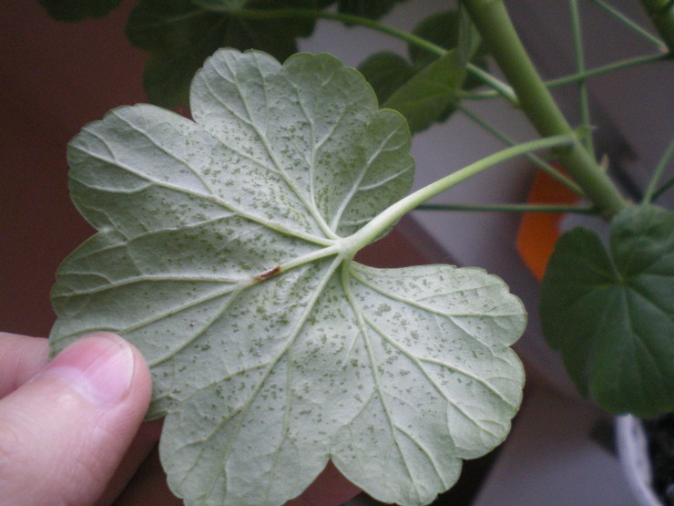 Geranium on altis sairauksille, kuten kloroosi, juurimätä ja ruoste.