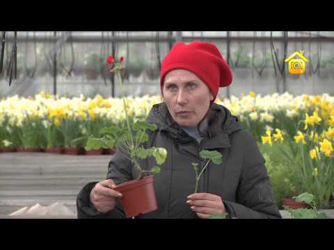 Pelargonium (pelargónie). Starostlivosť a reprodukcia // FORUMHOUSE