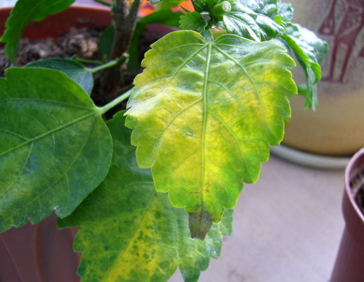 pludselige ændringer i lysniveauer kan føre til gulning og tab af blade