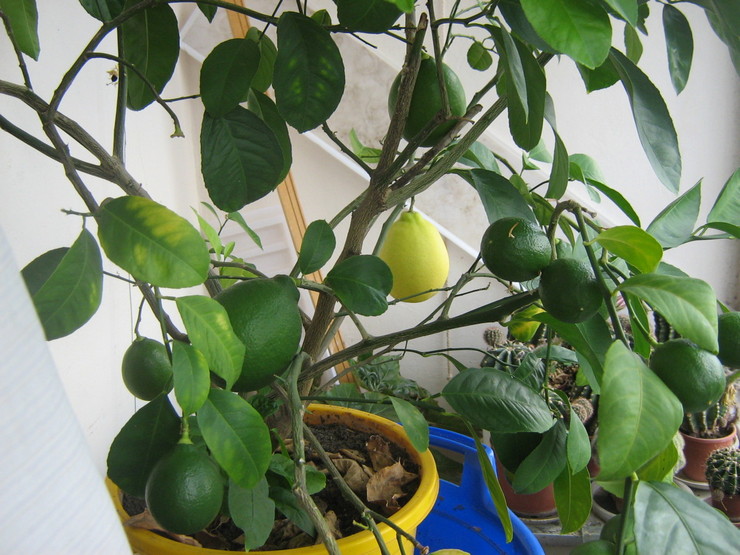 Guldets og visning af løvet er ofte en konsekvens af den stress, planten har lidt.