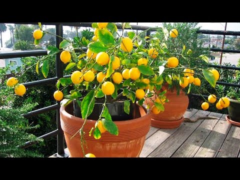 العناية والأخطاء عند نمو الليمون