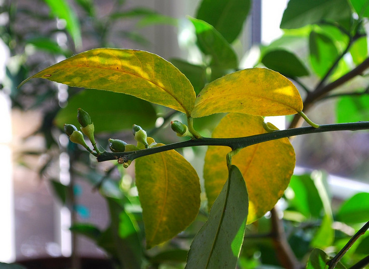 Hvorfor bliver citronblade gule og falder? Problemer med at dyrke indendørs citron