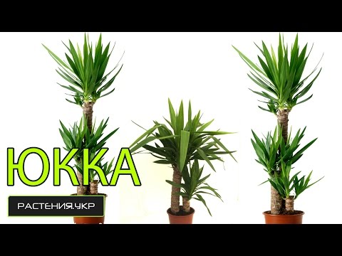 Yucca -kotihoito / yucca -kasvi