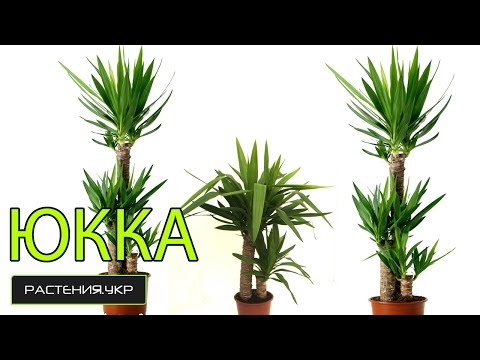 Yucca φροντίδα στο σπίτι / φυτό yucca