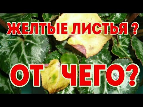 CYKLAMÉN (cyklámen) Žlté listy cyklámenu. Možné príčiny žltnutia