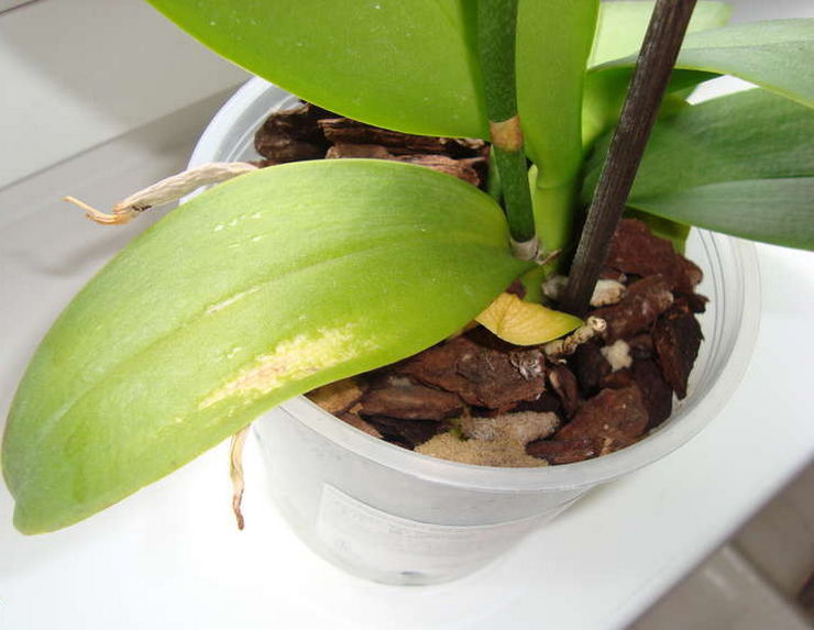 Den mest almindelige fejl hos en avler, der fører til gulning af orkidéblade, anses for at være rigelig vanding af blomsten.