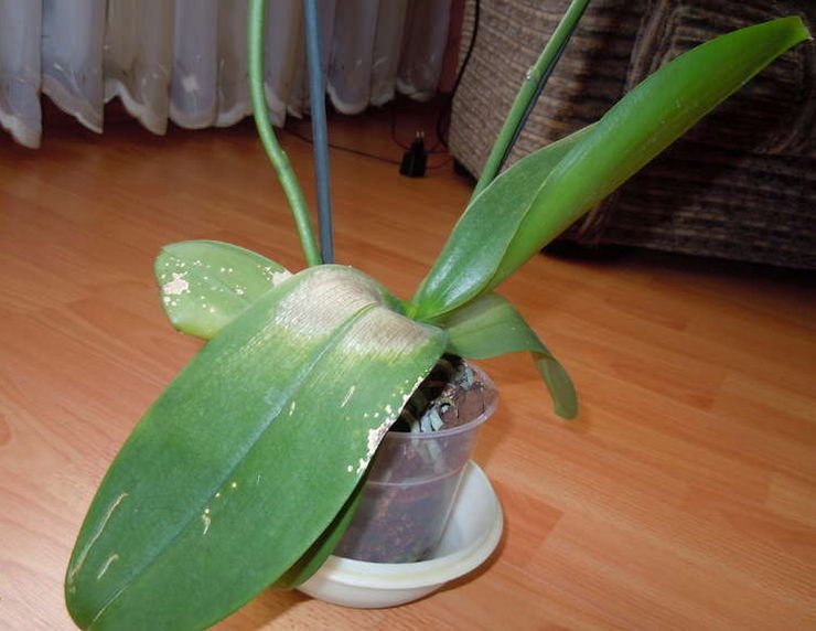 Phalaenopsis kan ikke lide direkte sollys og foretrækker skyggefulde steder