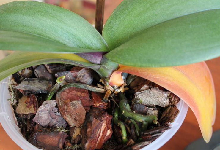 Miksi phalaenopsis -orkidean lehdet muuttuvat keltaisiksi? Mikä on syy ja mitä tehdä?