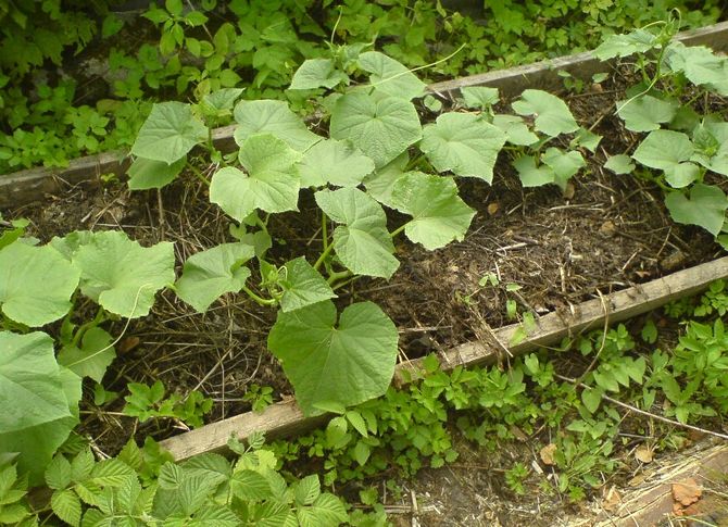 Výsadba uhoriek v záhrade, starostlivosť a pestovanie