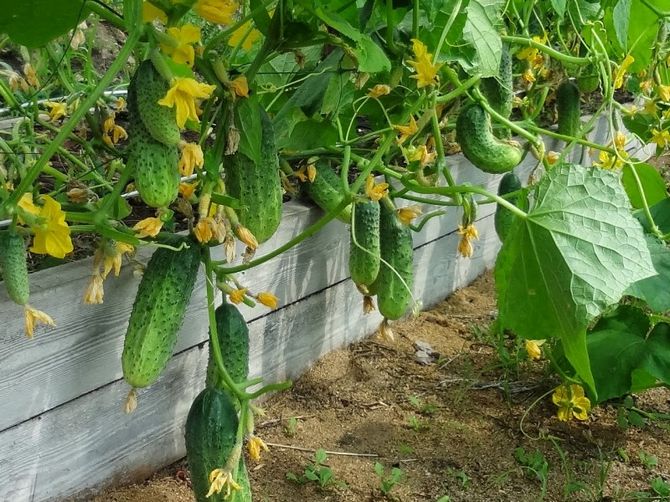 Forbereder haven til agurker: mobil varm have